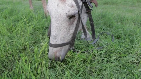 Horse eats grass Stock Footage 113223082