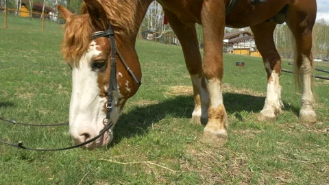 Horse eats grass. Stock Footage 197550839