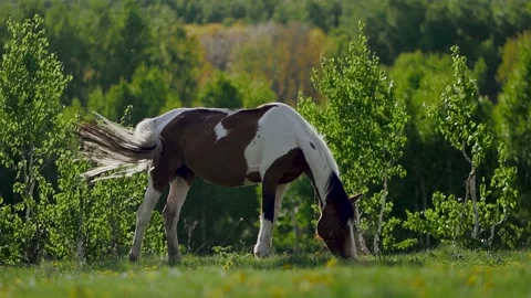 Horse eats grass in a green clearing. Super slow motion. Stock Footage 144380105