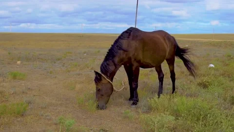 The horse eats grass in a meadow of brown in summer, parodying beautiful, near Stock Footage 138466333