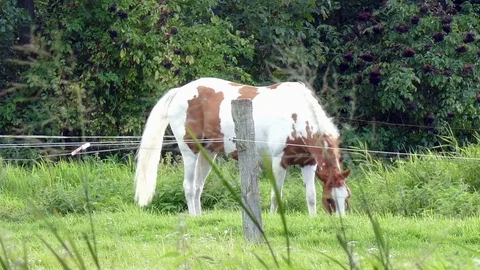 Horse eats grass in a meadow Stock Footage 79870527