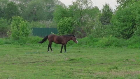 Horse eats grass in the meadow Stock Footage 131160892