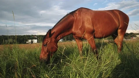 Horse eats grass on meadow Video stock 162633118
