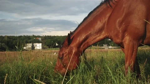 Horse eats grass on meadow Stock Footage 162633131