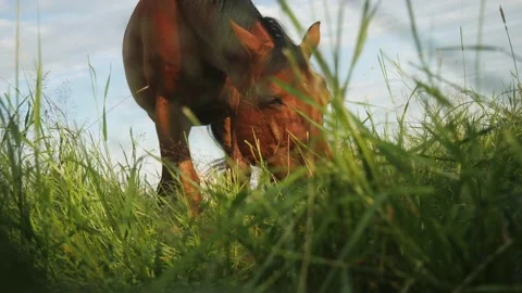 Horse eats grass on meadow Stock Footage 162633146