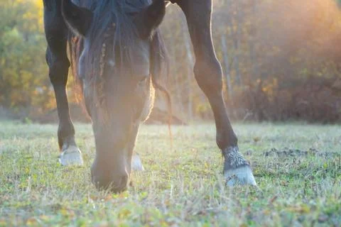 The horse eats grass in the meadow Stock Photos