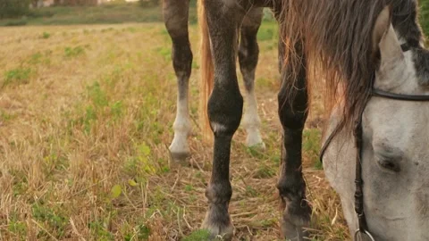 Horse eats grass, slide way, horse ammunition, saddle, bridle. Grey stallion in Stock Footage 157990384
