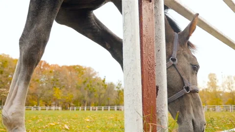 The horse eats grass. Slow motion. Close-up. Stock Footage 101809178