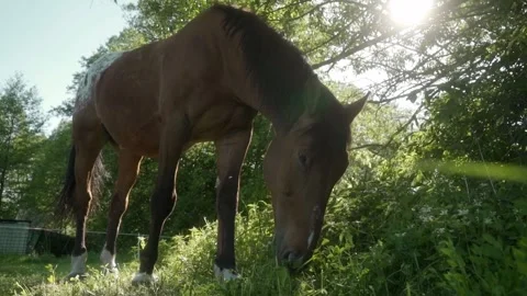 A horse eats grass in a sunlit pasture in the shade of tree crowns. Stock Footage 278546793