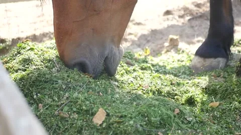 The horse eats green grass. Stock Footage 169922753