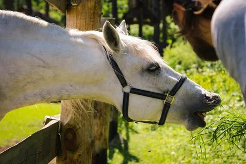 A horse eats from the hands of a man, a man feeds horses on a farm on a summer Stock Photos