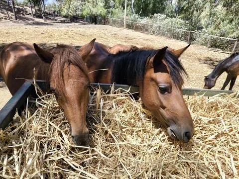 The horse eats hay from the feeder Foto stock
