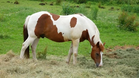 A horse eats hay in the field. Video stock 134867537