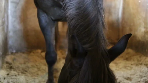The horse eats hay from the floor of the stall. Top-down view, left side, indoor Stock Footage 85992540