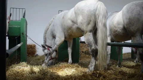 The horse eats hay Видео 90736560