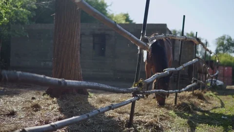 Horse eats hay Stock Footage