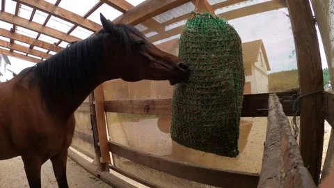 Horse eats hay from a hay net. Horse feeding in the stable and on the pasture. Stock Footage 304183886