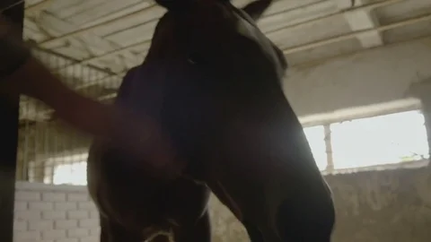Horse eats hay in the stall close-up Stock Footage 73233935