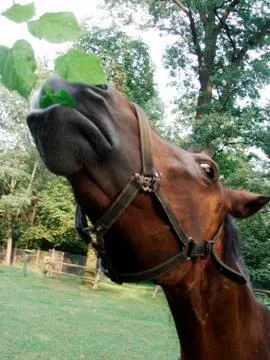Horse eats Stock Photos