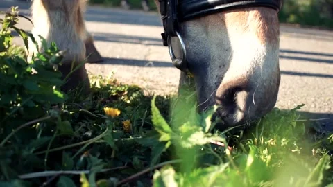 Horse eats plants in spring Stock Footage 132406438