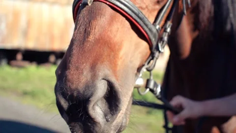 Horse eats plants in spring Stock Footage 132406444