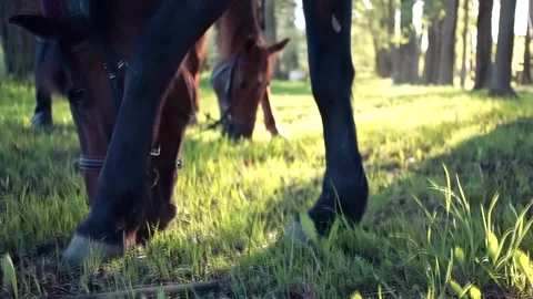 Horse eats plants in spring Stock Footage 132406447