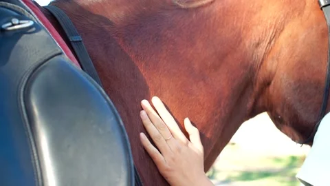 Horse eats plants in spring Stock Footage 132406453