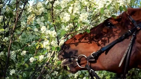 Horse eats plants in spring Stock Footage 132406468