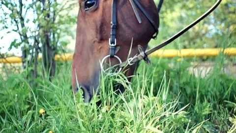Horse eats plants in spring Stock Footage 132406470