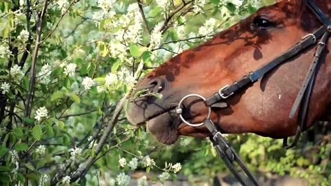 Horse eats plants in spring Stock Footage 132406471