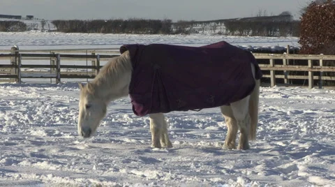 Horse eats snow. Stock Footage 1105886