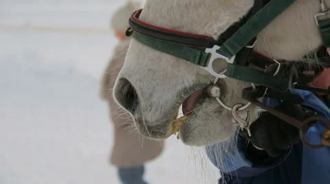 The horse eats sweets Stock Footage 44398506