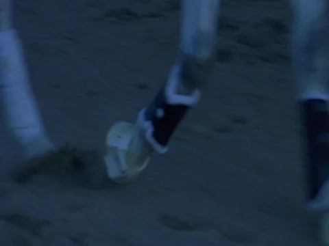 A horse at equestrian centre for training Stock Footage 22755179