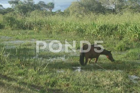 Horse in Estancia. Bolivia, south America. Stock Photos
