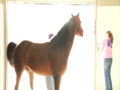 Horse Exiting into Light Stock Footage 24258554