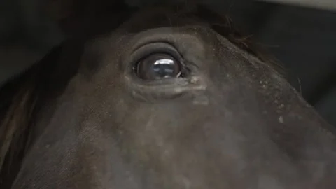 Horse Eye All Seeing Stock Footage 158992714