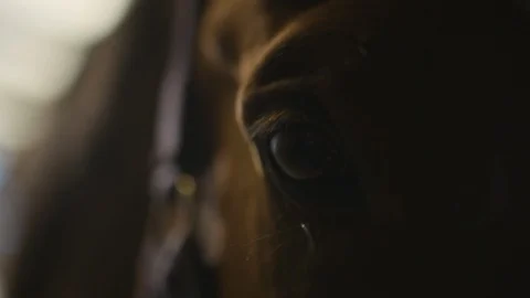 Horse Eye Cinematic Stock Footage