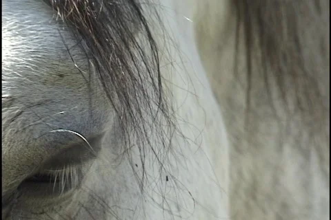 Horse Eye Close Up Stock Footage 297721