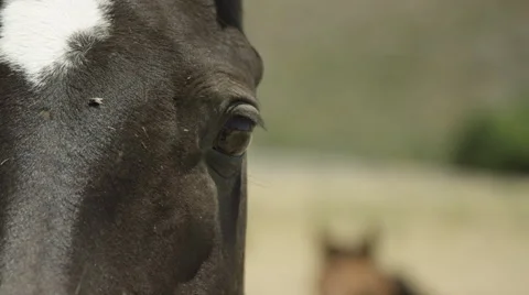 Horse Eye Close Up Stock Footage 59100824