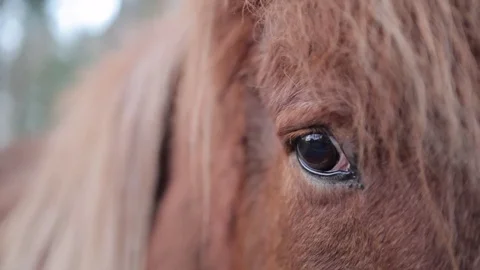 Horse eye close up Stock Footage 77029647