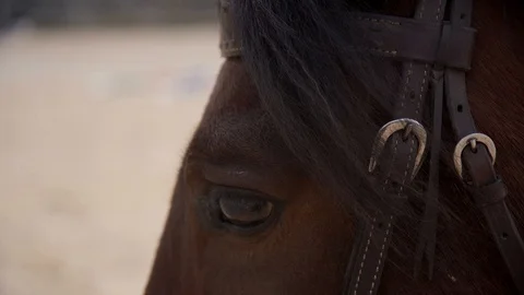 Horse Eye Close Up, Riding Ring Stock Footage 99260602