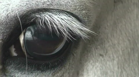 Horse Eye Closeup Stock Footage 401817