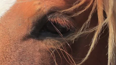 Horse eye 스톡 동영상 18348195