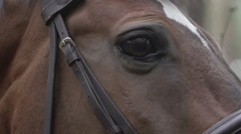 Horse eye Stock Footage 49021116
