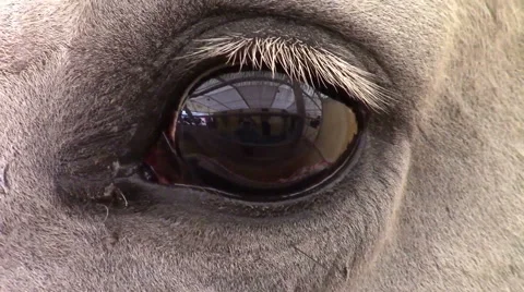 Horse Eye Stock Footage