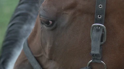 Horse eye Stock Footage 93143166