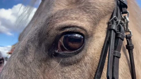 Horse Eye Stock Footage 170086291