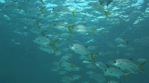 Horse-eye Jacks Video stock 2870646