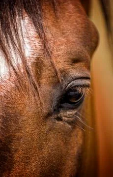Horse eye Stock Photos