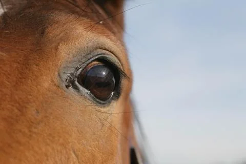 Horse eye Stock Photos